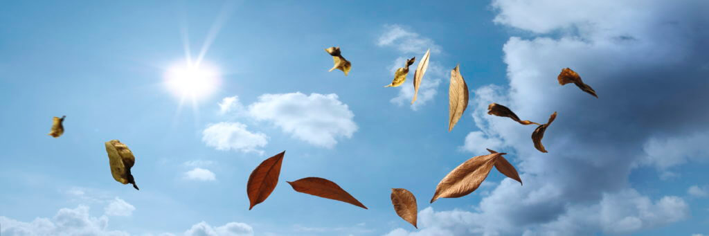 sky-with-leaves