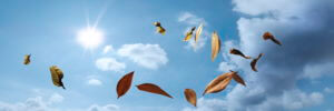 sky-with-leaves